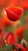 19 Wallpaper 360x640 (18).jpg