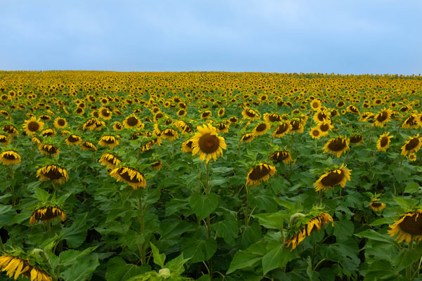 flower-photography-15.jpg