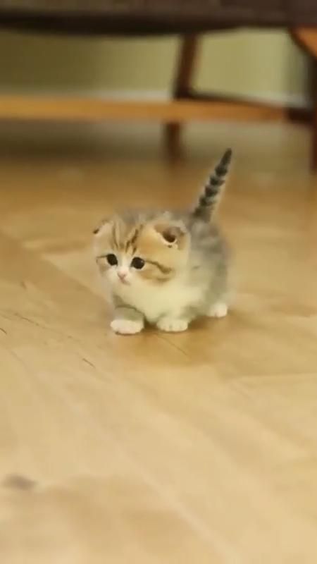 Little kitty cat.jpeg