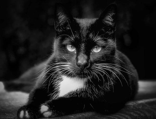 black-white-artistic-portraits-photos-4.jpg