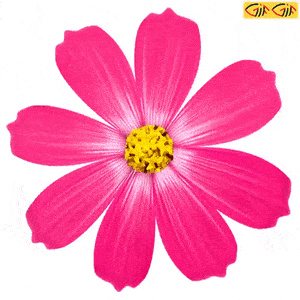 استیکر گل.gif