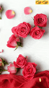 عکس گل رز قرمز متحرک زیبا.gif