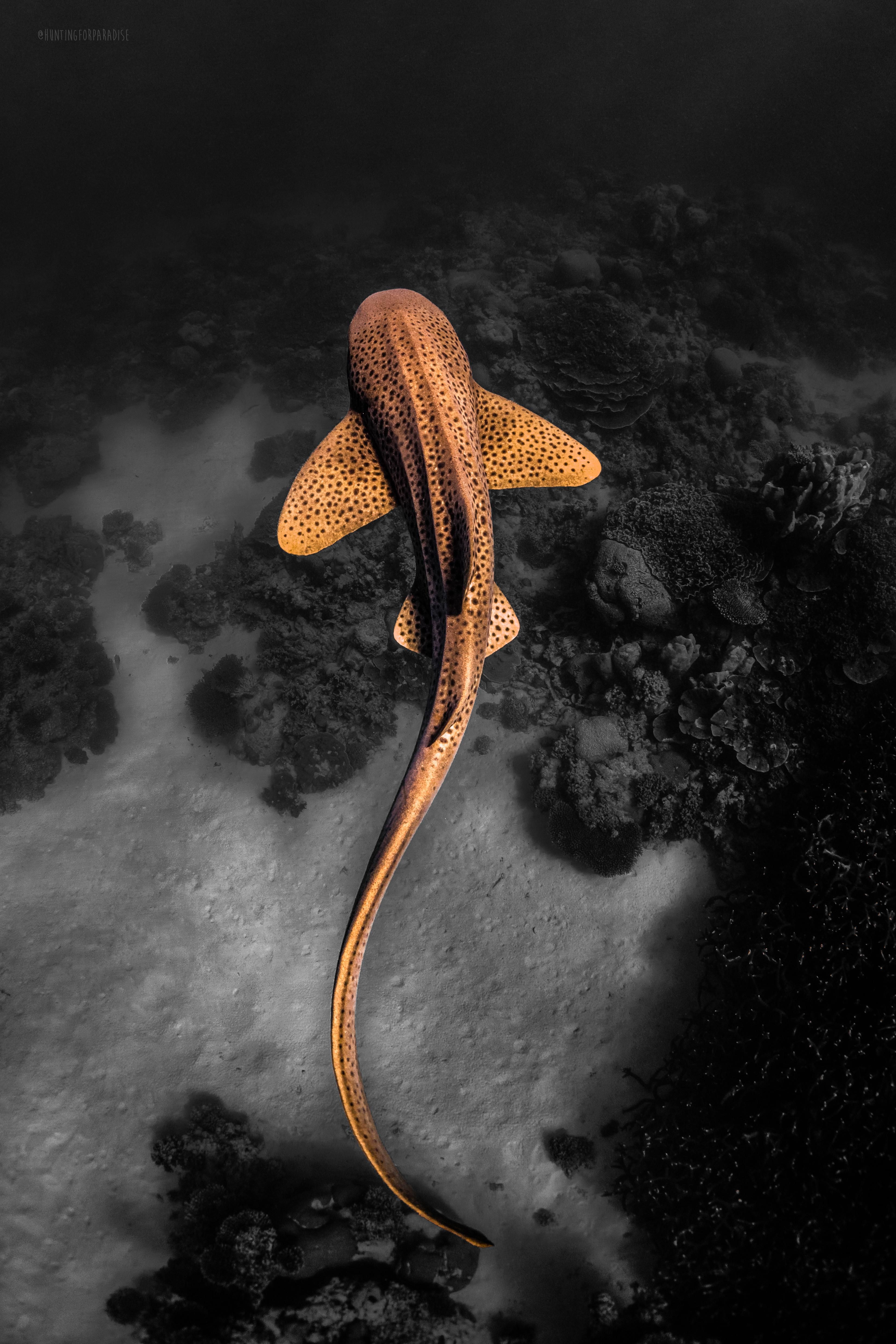 ITAP of a Leopard shark.jpeg