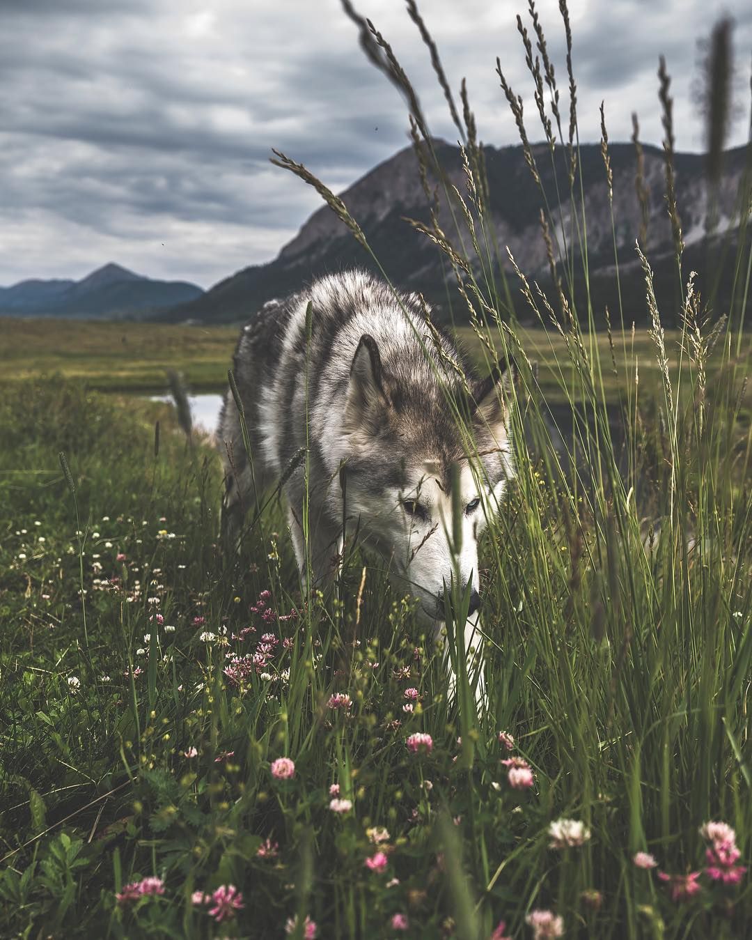Wolfdog by Josh Bishop (OS).jpeg