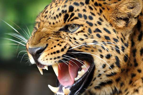 wild-animals.jpg